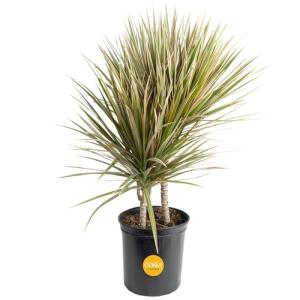 Costa Farms Dracaena Marginata Magenta Madagascar Dragon Tree Live Indoor Plant, 3 to 4-Feet Tall, Potted in Grower's Pot