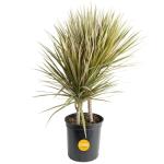 Costa Farms Dracaena Marginata Magenta Madagascar Dragon Tree Live Indoor Plant, 3 to 4-Feet Tall, Potted in Grower's Pot