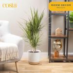 Costa Farms Dracaena Marginata Magenta Madagascar Dragon Tree Live Indoor Plant, 3 to 4-Feet Tall, Potted in Grower's Pot