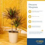 Costa Farms Dracaena Marginata Magenta Madagascar Dragon Tree Live Indoor Plant, 3 to 4-Feet Tall, Potted in Grower's Pot