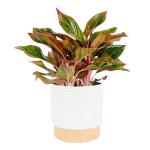 Red Chinese Evergreen Plant - Easy Care Houseplant