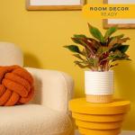 Red Chinese Evergreen Plant - Easy Care Houseplant