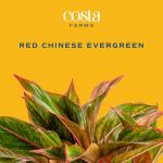 Red Chinese Evergreen Plant - Easy Care Houseplant