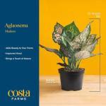 Red Chinese Evergreen Plant - Easy Care Houseplant