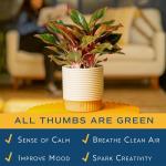 Red Chinese Evergreen Plant - Easy Care Houseplant