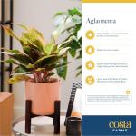 Red Chinese Evergreen Plant - Easy Care Houseplant