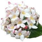 Blooming & Beautiful - Korean Spice Viburnum - 3 gal - Deciduous Flowering Shrub - Pink to White Cluster Flowers - Fragrant - Green to Burgundy Foliage - Zones 4-8 - Viburnum carlesii - 3 Gallon Pot