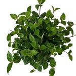 Blooming & Beautiful - Korean Spice Viburnum - 3 gal - Deciduous Flowering Shrub - Pink to White Cluster Flowers - Fragrant - Green to Burgundy Foliage - Zones 4-8 - Viburnum carlesii - 3 Gallon Pot