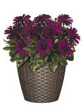 Classic Home & Garden Nantucket 8" Planter, Russet