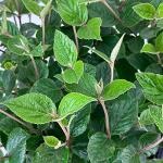 Blooming & Beautiful - Korean Spice Viburnum - 3 gal - Deciduous Flowering Shrub - Pink to White Cluster Flowers - Fragrant - Green to Burgundy Foliage - Zones 4-8 - Viburnum carlesii - 3 Gallon Pot