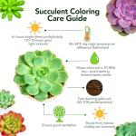 4" Ruby Necklace Plant - Live Succulent in Pot