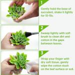 4" Ruby Necklace Plant - Live Succulent in Pot