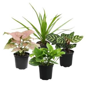 Classic Indoor Plant Collection (4-Pack)