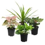 Classic Indoor Plant Collection (4-Pack)