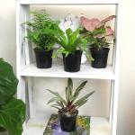 Classic Indoor Plant Collection (4-Pack)