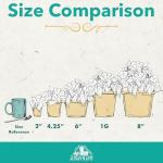 Classic Indoor Plant Collection (4-Pack)