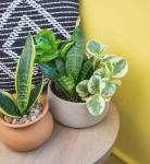 Classic Indoor Plant Collection (4-Pack)