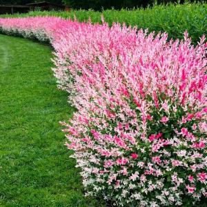 8 Dappled Willow Cuttings to Grow - Stunnning Tricolor Leafs - Salix Integra 'Hakuro Nishiki' - Grow 8 Dappled Willow Bushes