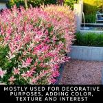 8 Dappled Willow Cuttings to Grow - Stunnning Tricolor Leafs - Salix Integra 'Hakuro Nishiki' - Grow 8 Dappled Willow Bushes