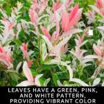 8 Dappled Willow Cuttings to Grow - Stunnning Tricolor Leafs - Salix Integra 'Hakuro Nishiki' - Grow 8 Dappled Willow Bushes