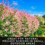 8 Dappled Willow Cuttings to Grow - Stunnning Tricolor Leafs - Salix Integra 'Hakuro Nishiki' - Grow 8 Dappled Willow Bushes