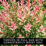 8 Dappled Willow Cuttings to Grow - Stunnning Tricolor Leafs - Salix Integra 'Hakuro Nishiki' - Grow 8 Dappled Willow Bushes