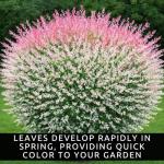 8 Dappled Willow Cuttings to Grow - Stunnning Tricolor Leafs - Salix Integra 'Hakuro Nishiki' - Grow 8 Dappled Willow Bushes