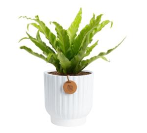 Costa Farms Bird's Nest Fern Live Plant in Decorative Pot, Air Purifying Indoor Houseplant, Perfect for Home, Room, or Office Decor, Great House Warming or Birthday Gift, 12-18 Inches Tall