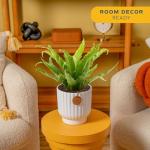 Costa Farms Bird's Nest Fern Live Plant in Decorative Pot, Air Purifying Indoor Houseplant, Perfect for Home, Room, or Office Decor, Great House Warming or Birthday Gift, 12-18 Inches Tall