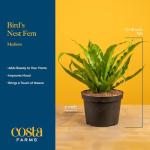 Costa Farms Bird's Nest Fern Live Plant in Decorative Pot, Air Purifying Indoor Houseplant, Perfect for Home, Room, or Office Decor, Great House Warming or Birthday Gift, 12-18 Inches Tall