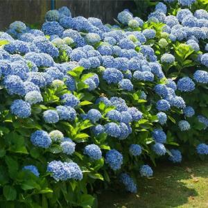2 Nikko Blue Hydrangea Shrubs - 6-14" Tall Live Plants - Flowering Bush for Gardens, Flower Beds - (2 Pack)
