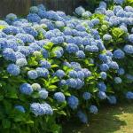 2 Nikko Blue Hydrangea Shrubs - 6-14" Tall Live Plants - Flowering Bush for Gardens, Flower Beds - (2 Pack)
