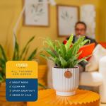 Costa Farms Bird's Nest Fern Live Plant in Decorative Pot, Air Purifying Indoor Houseplant, Perfect for Home, Room, or Office Decor, Great House Warming or Birthday Gift, 12-18 Inches Tall
