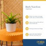 Costa Farms Bird's Nest Fern Live Plant in Decorative Pot, Air Purifying Indoor Houseplant, Perfect for Home, Room, or Office Decor, Great House Warming or Birthday Gift, 12-18 Inches Tall