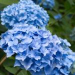 2 Nikko Blue Hydrangea Shrubs - 6-14" Tall Live Plants - Flowering Bush for Gardens, Flower Beds - (2 Pack)