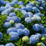 2 Nikko Blue Hydrangea Shrubs - 6-14" Tall Live Plants - Flowering Bush for Gardens, Flower Beds - (2 Pack)