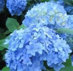 2 Nikko Blue Hydrangea Shrubs - 6-14" Tall Live Plants - Flowering Bush for Gardens, Flower Beds - (2 Pack)
