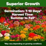 HOME GROWN 𝗨𝗦𝗔 𝗣𝗥𝗘𝗠𝗜𝗨𝗠 Zinnia Dahlia Seeds Pack for 2026 – 524 𝗡𝗢𝗡-𝗚𝗠𝗢 Flower Seeds | Vibrant Zinnia Elegans for Pollinator Gardens, Borders & Containers | Easy-to-Grow Outdoor Blooms