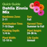 HOME GROWN 𝗨𝗦𝗔 𝗣𝗥𝗘𝗠𝗜𝗨𝗠 Zinnia Dahlia Seeds Pack for 2026 – 524 𝗡𝗢𝗡-𝗚𝗠𝗢 Flower Seeds | Vibrant Zinnia Elegans for Pollinator Gardens, Borders & Containers | Easy-to-Grow Outdoor Blooms