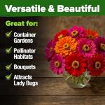 HOME GROWN 𝗨𝗦𝗔 𝗣𝗥𝗘𝗠𝗜𝗨𝗠 Zinnia Dahlia Seeds Pack for 2026 – 524 𝗡𝗢𝗡-𝗚𝗠𝗢 Flower Seeds | Vibrant Zinnia Elegans for Pollinator Gardens, Borders & Containers | Easy-to-Grow Outdoor Blooms