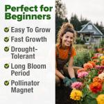 HOME GROWN 𝗨𝗦𝗔 𝗣𝗥𝗘𝗠𝗜𝗨𝗠 Zinnia Dahlia Seeds Pack for 2026 – 524 𝗡𝗢𝗡-𝗚𝗠𝗢 Flower Seeds | Vibrant Zinnia Elegans for Pollinator Gardens, Borders & Containers | Easy-to-Grow Outdoor Blooms