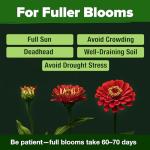 HOME GROWN 𝗨𝗦𝗔 𝗣𝗥𝗘𝗠𝗜𝗨𝗠 Zinnia Dahlia Seeds Pack for 2026 – 524 𝗡𝗢𝗡-𝗚𝗠𝗢 Flower Seeds | Vibrant Zinnia Elegans for Pollinator Gardens, Borders & Containers | Easy-to-Grow Outdoor Blooms