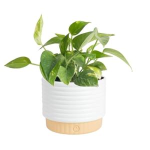 Golden Pothos in Mid-Century Modern Planter Set