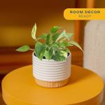 Golden Pothos in Mid-Century Modern Planter Set