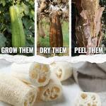 Seed Needs Luffa Seeds for Planting Loofah Sponge Gourds - Non-GMO Heirloom & Untreated Veggie Seed to Plant a Home Grown Outdoor Vegetable Garden (1 Pack)