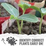 Seed Needs Luffa Seeds for Planting Loofah Sponge Gourds - Non-GMO Heirloom & Untreated Veggie Seed to Plant a Home Grown Outdoor Vegetable Garden (1 Pack)