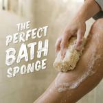 Seed Needs Luffa Seeds for Planting Loofah Sponge Gourds - Non-GMO Heirloom & Untreated Veggie Seed to Plant a Home Grown Outdoor Vegetable Garden (1 Pack)