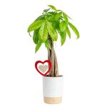 Costa Farms Money Tree Live Plant in Decorative Pot, Easy to Maintain, Air Purifying Braided Indoor Houseplant, Home, Room, or Office Decor, House Warming or Birthday Gift, 12-16 Inches Tall
