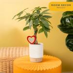 Costa Farms Money Tree Live Plant in Decorative Pot, Easy to Maintain, Air Purifying Braided Indoor Houseplant, Home, Room, or Office Decor, House Warming or Birthday Gift, 12-16 Inches Tall