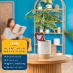Costa Farms Money Tree Live Plant in Decorative Pot, Easy to Maintain, Air Purifying Braided Indoor Houseplant, Home, Room, or Office Decor, House Warming or Birthday Gift, 12-16 Inches Tall